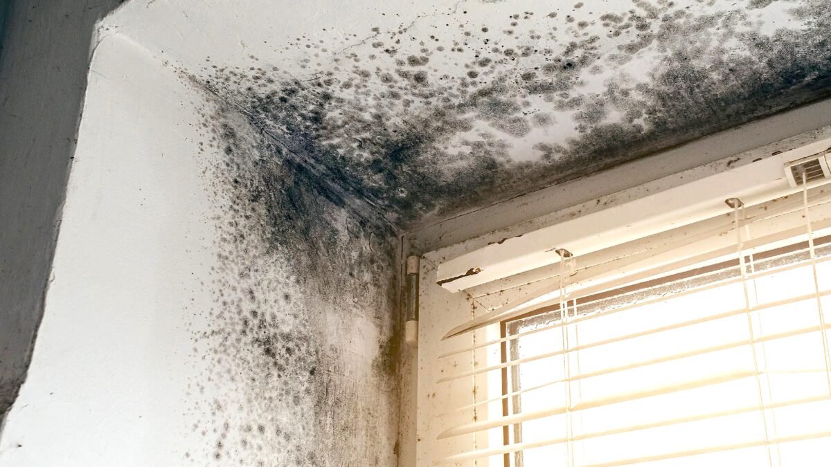 V domě se objevil zápach vlhkosti. Co je potřeba udělat, aby se problém rychle vyřešil?