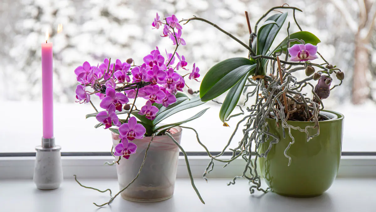Ponechání orchideje na parapetu v lednu může způsobit promrznutí kořenů