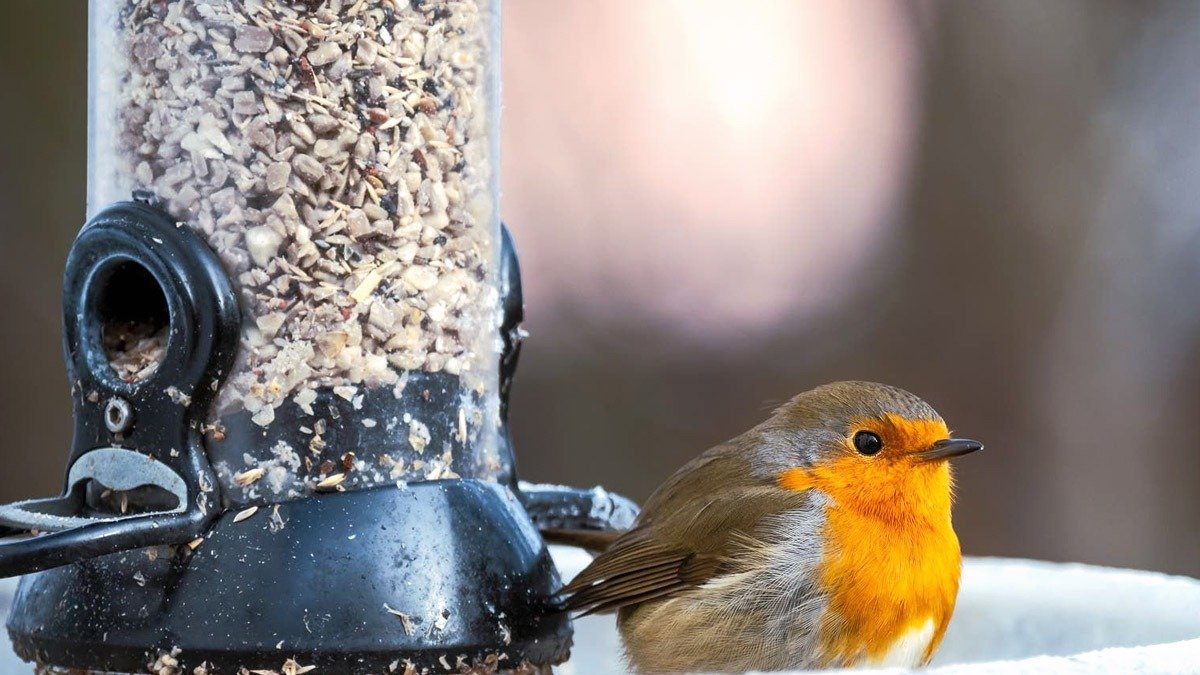 Zahradníci, jednejte nyní kvůli červenkám: levná surovina z kuchyně za pár korun, kterou byste měli nasypat ještě dnes večer