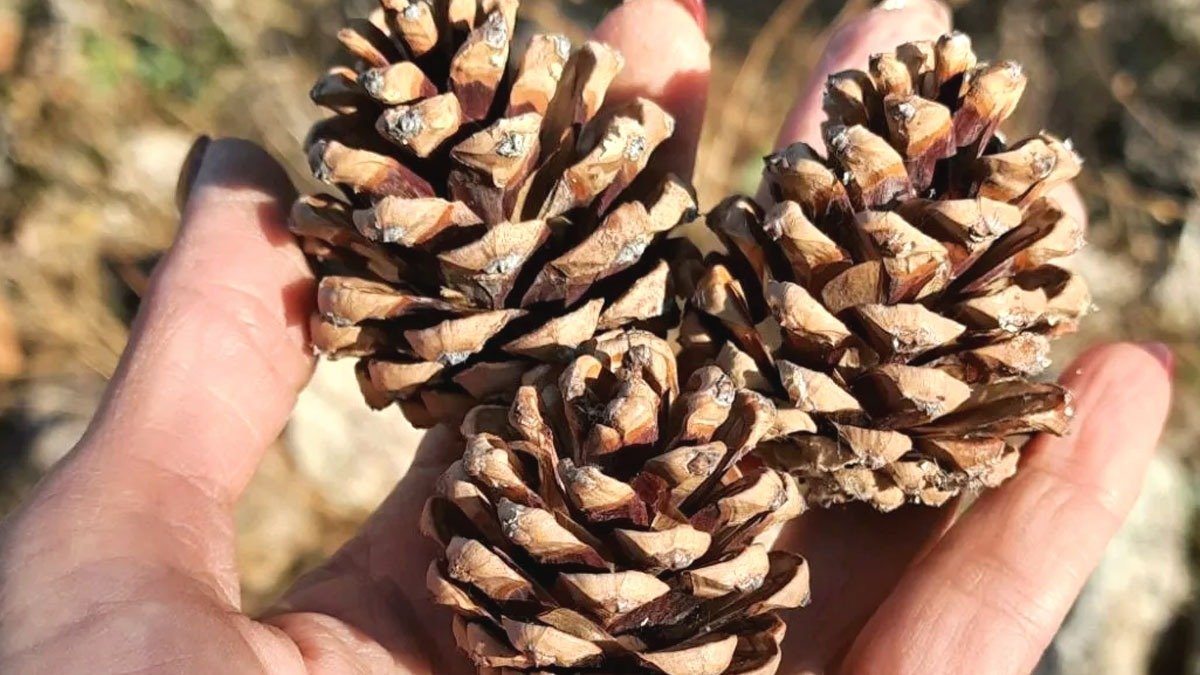 Úprava ptačího budníku: malá změna pro přilákání ptáků tuto zimu