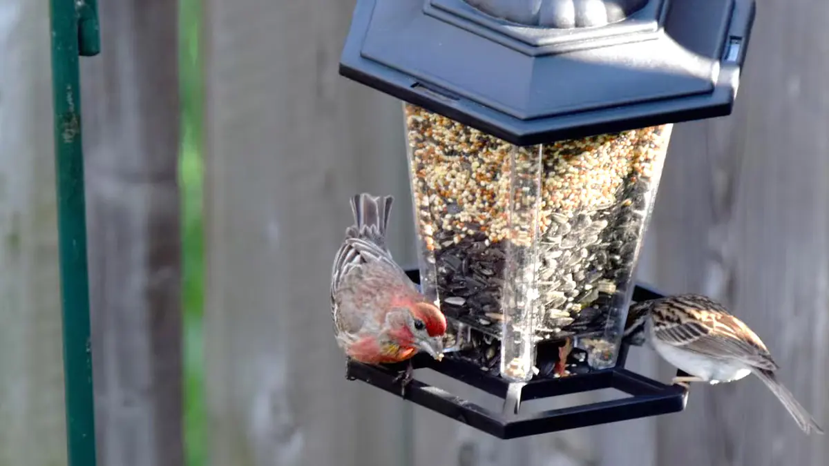 Zahradníci, jednejte nyní kvůli červenkám: levná surovina z kuchyně za pár korun, kterou byste měli nasypat ještě dnes večer