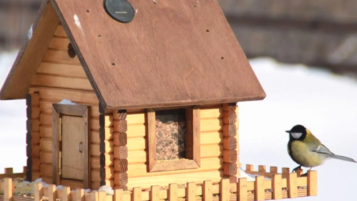 Úprava ptačího budníku: malá změna pro přilákání ptáků tuto zimu