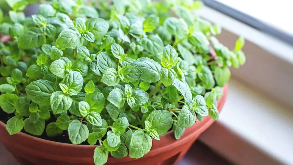 Už je nikdy nevysadím: 3 rostliny, které nepatří k domu — krásné, ale náročné