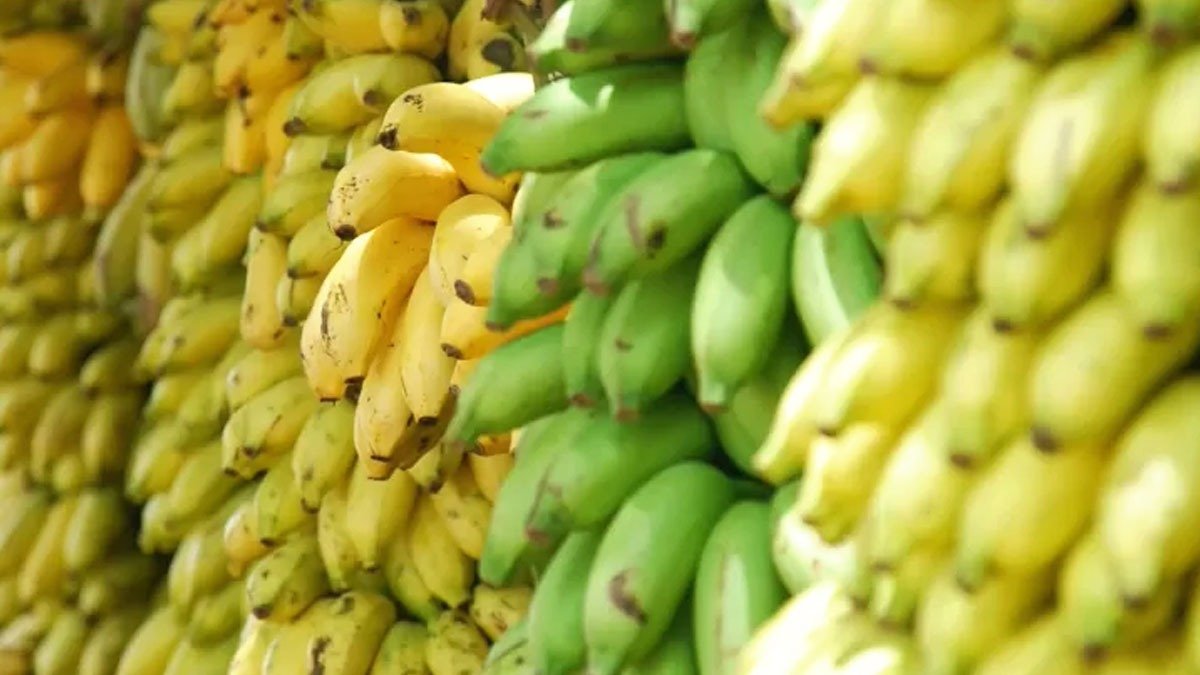 Banány jsou zdravé, ale ne pro každého: kdo by je měl jíst opatrně