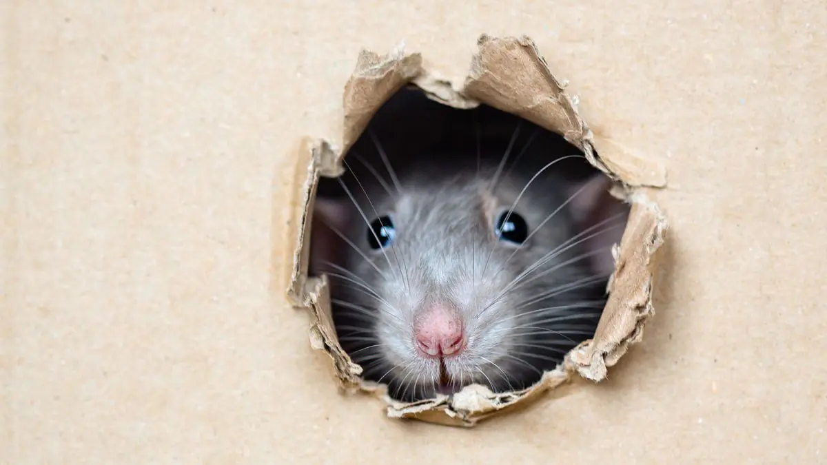 Dostatečně jen jedna lžíce mletého pepře a myši už se v domě neukážou