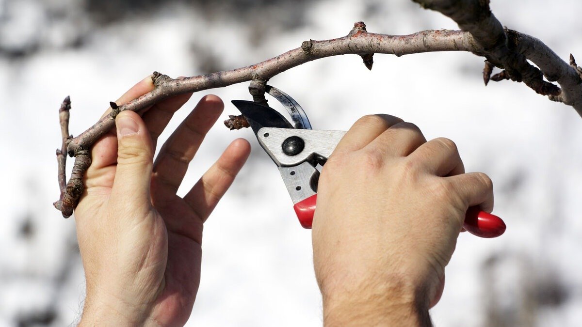 Co dělat s hortenziemi v lednu, aby na jaře bohatě kvetly