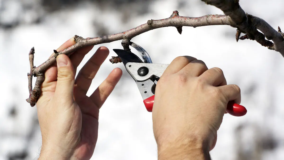 Co dělat s hortenziemi v lednu, aby na jaře bohatě kvetly
