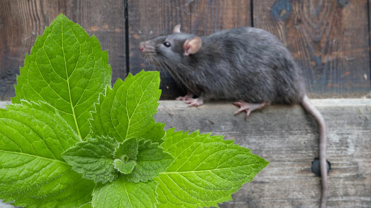 Dostatečně jen jedna lžíce mletého pepře a myši už se v domě neukážou