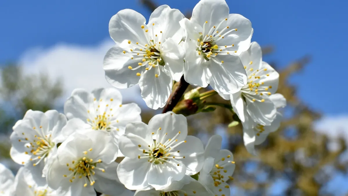 1 sklenice pod strom – a višně jsou větší než meruňky: sladké jako med, žádná kyselost