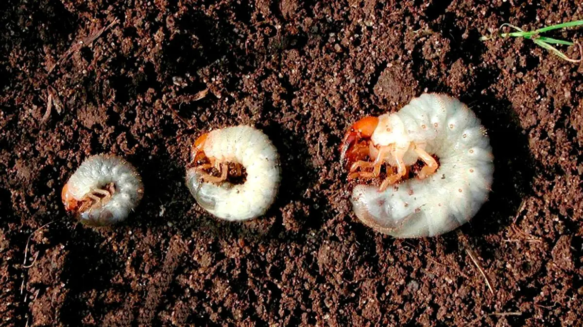 Rady pro zahrádkáře: Červená kůra i larvy v kompostu 3 Rady pro zahrádkáře: Červená kůra i larvy v kompostu