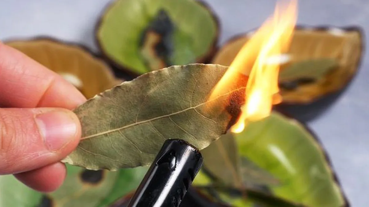 V konci března jsem v bytě spálil několik bobkových listů – mnozí ani netuší, proč se to dělá 2 V konci března jsem v bytě spálil několik bobkových listů – mnozí ani netuší, proč se to dělá