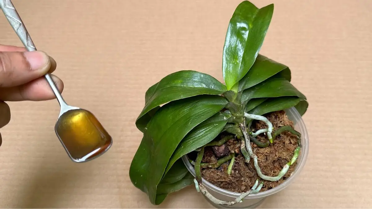 Orchidea už nekvete jedna lžíce této kuchyňské ingredience na kořeny urychlí její růst v rekordním čase