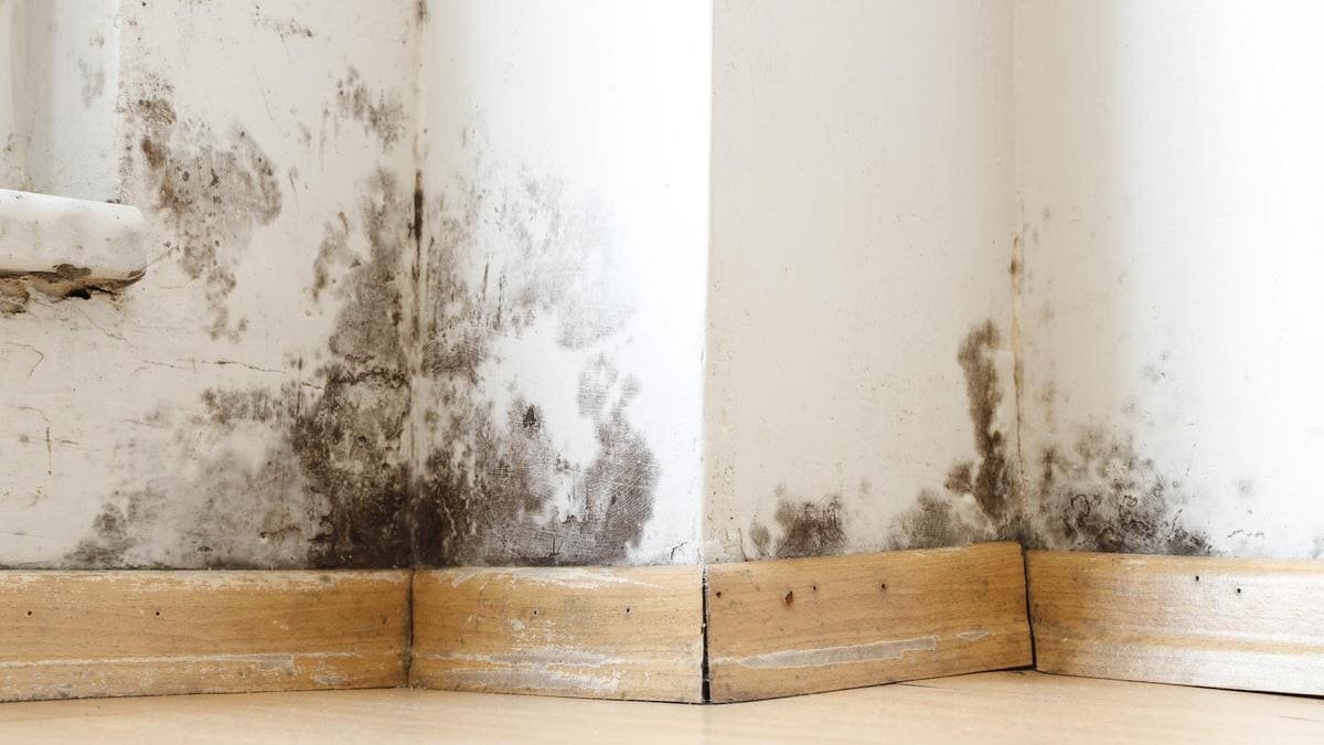 Postavte si do ložnice jednoduchou rostlinu vlhkost a plíseň zmizí