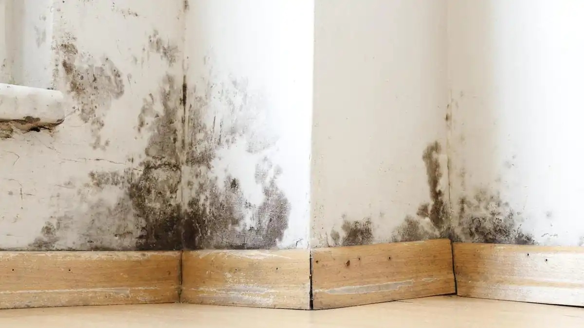 Postavte si do ložnice jednoduchou rostlinu vlhkost a plíseň zmizí