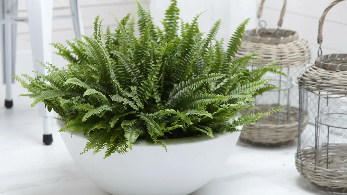 Postavte si do ložnice jednoduchou rostlinu: vlhkost a plíseň zmizí