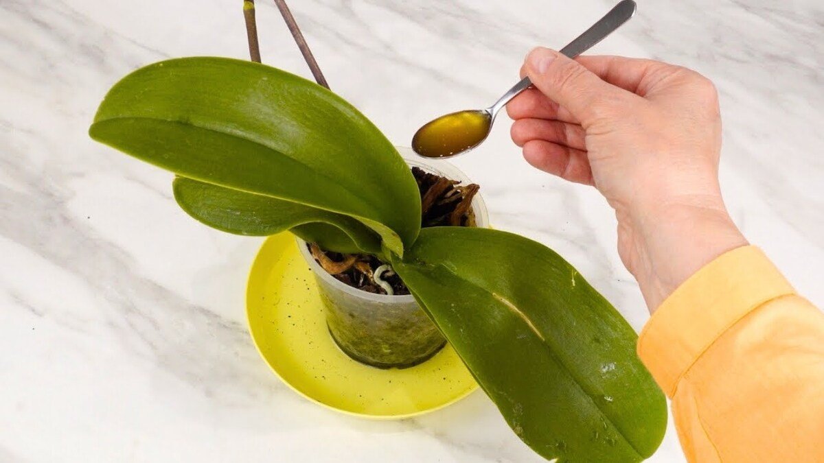 Orchidea už nekvete: jedna lžíce této kuchyňské ingredience na kořeny urychlí její růst v rekordním čase